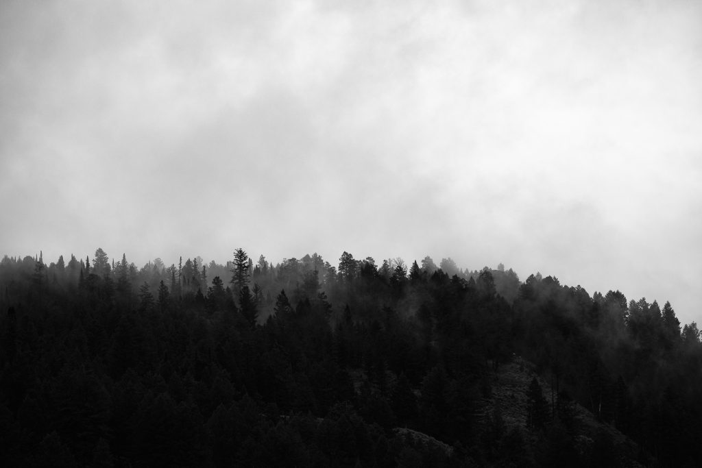Black and white photo of a dark treeline under heavy fog in Grand Teton National Park, mountains hidden.